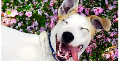 Happydog